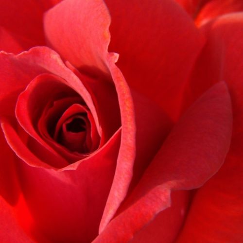 Eshop ruže - Červená - climber, popínavá ruža - bez vône - Rosa Iskra™ - Meilland International - Vhodná na rýchle zakrytie väčších stien alebo na pergoly
